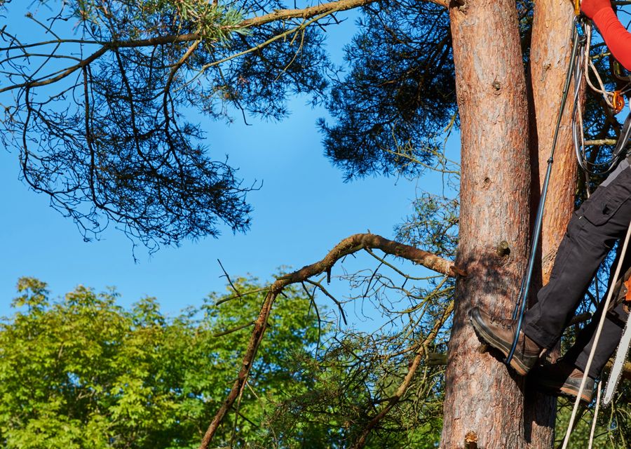 Tree removal work by Joseph Wruck Tree Experts Inc. in Harvey, IL