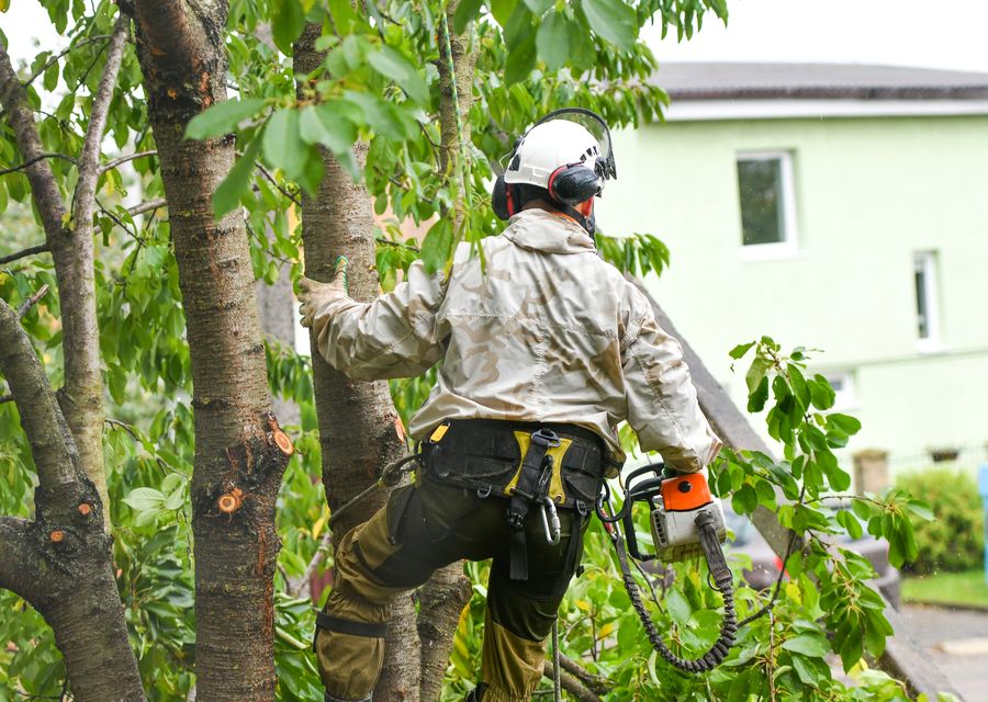 Tree removal work by Ticos Tree Experts in Cheltenham, PA