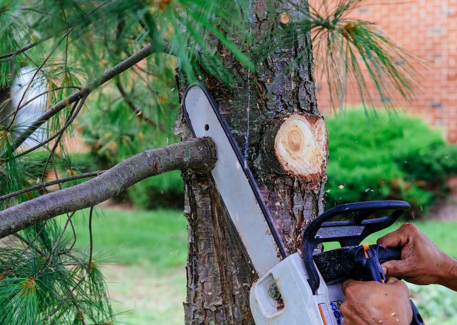 Tree removal work by James River Tree Service in Vernon Hills, IL