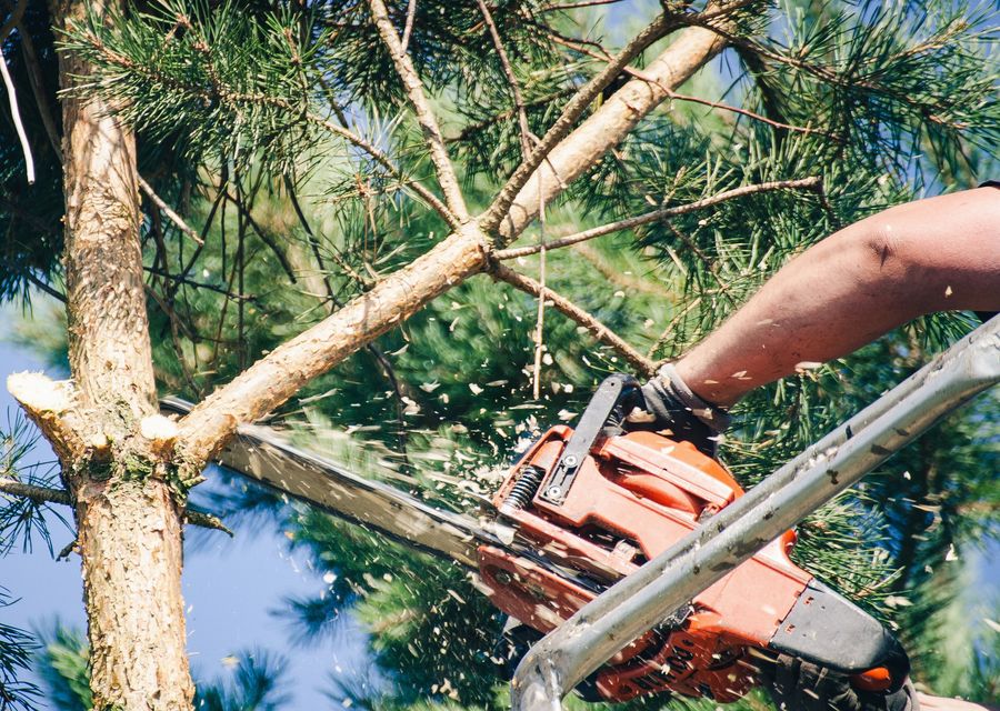 Tree removal work by Top Notch Tree Service in Murrysville, PA