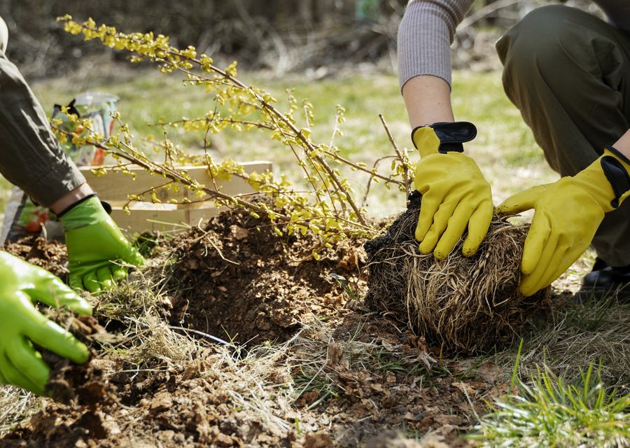 Tree removal work by Enlightenment Tree Service in Souderton, PA