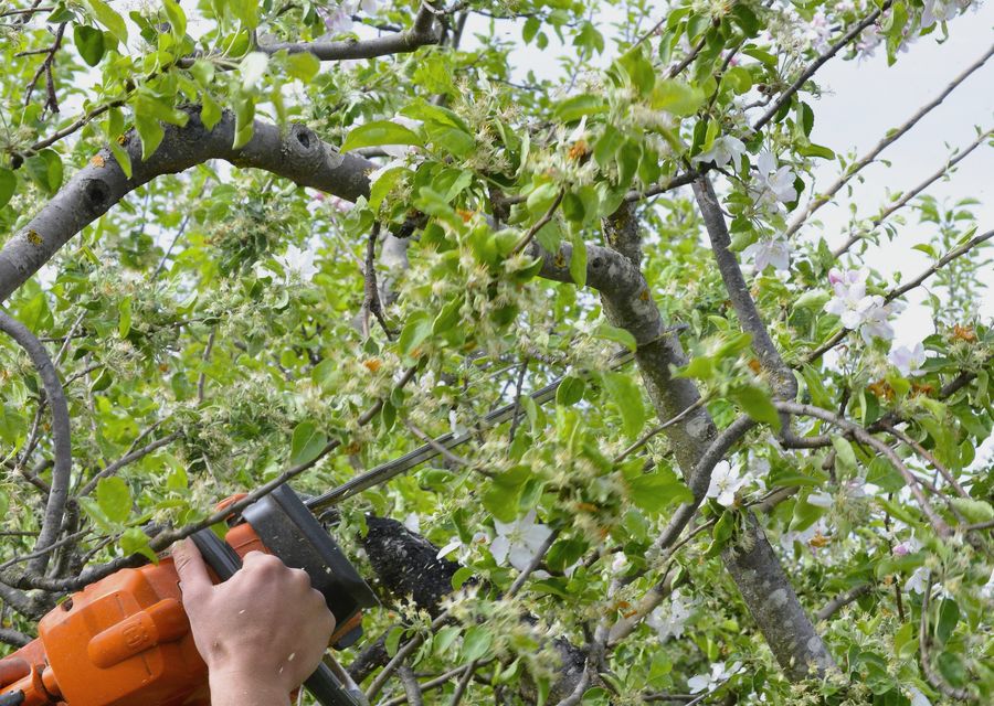Tree removal work by One Call Tree Service in Wilmington, IL