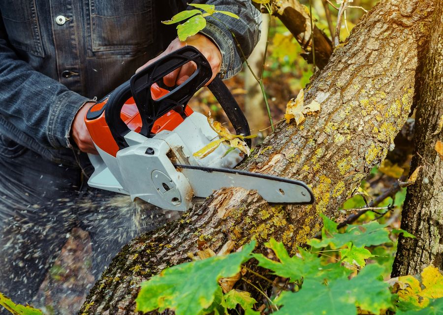 Tree removal work by York Tree & Lawn Service in Lincolnwood, IL