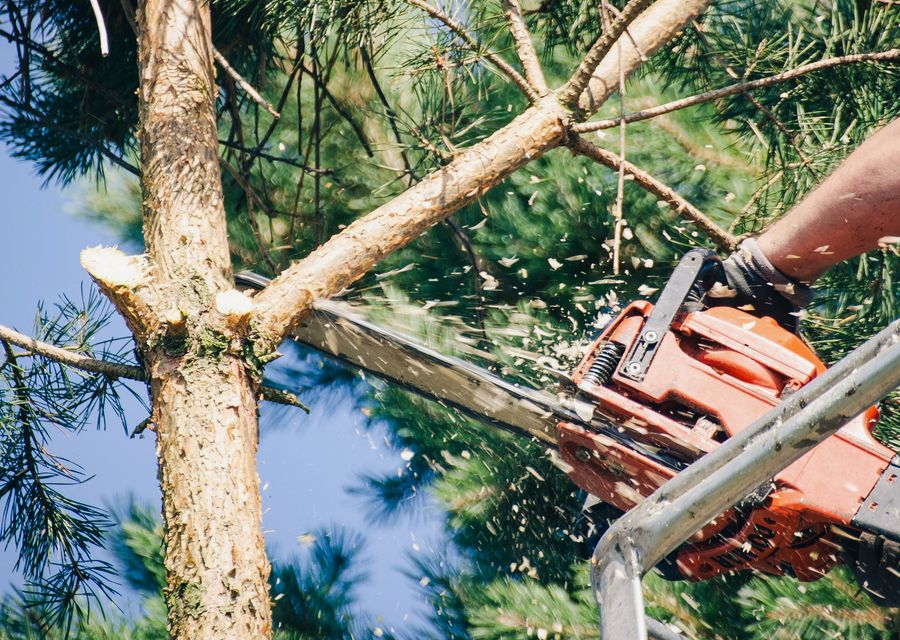 Tree removal work by No limit tree service in Gallitzin, PA