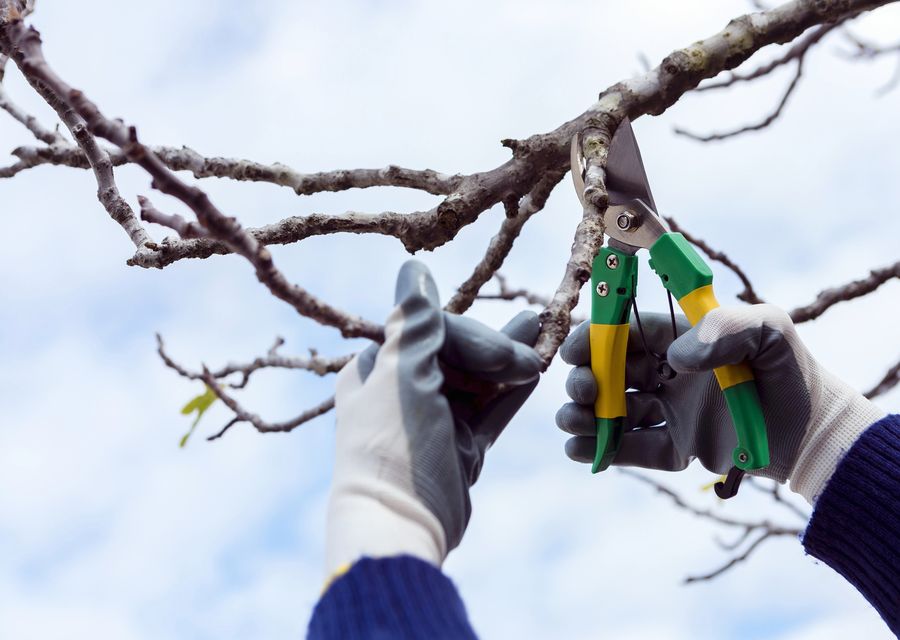Tree removal work by Brian's Tree Removal Service, LLC in St John, IN