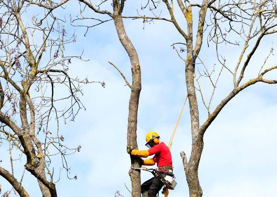Tree removal work by Joe's Complete Tree Service in Calumet City, IL