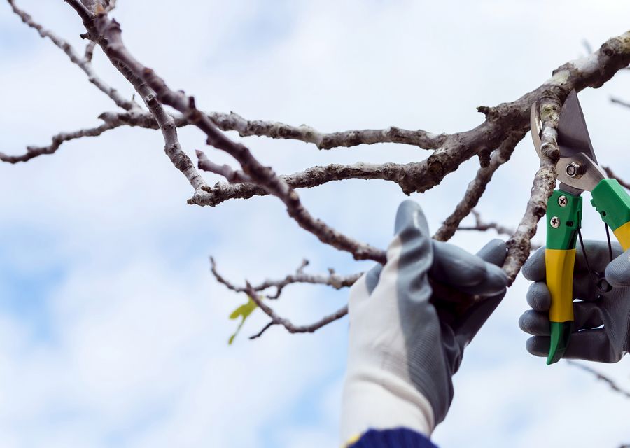 Tree removal work by Al's Affordable Tree Service LLC in Elwood, IL