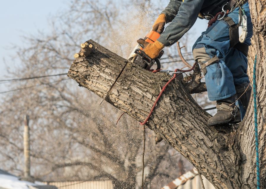 Tree removal work by Affordable Tree Service Inc in Susquehanna, PA