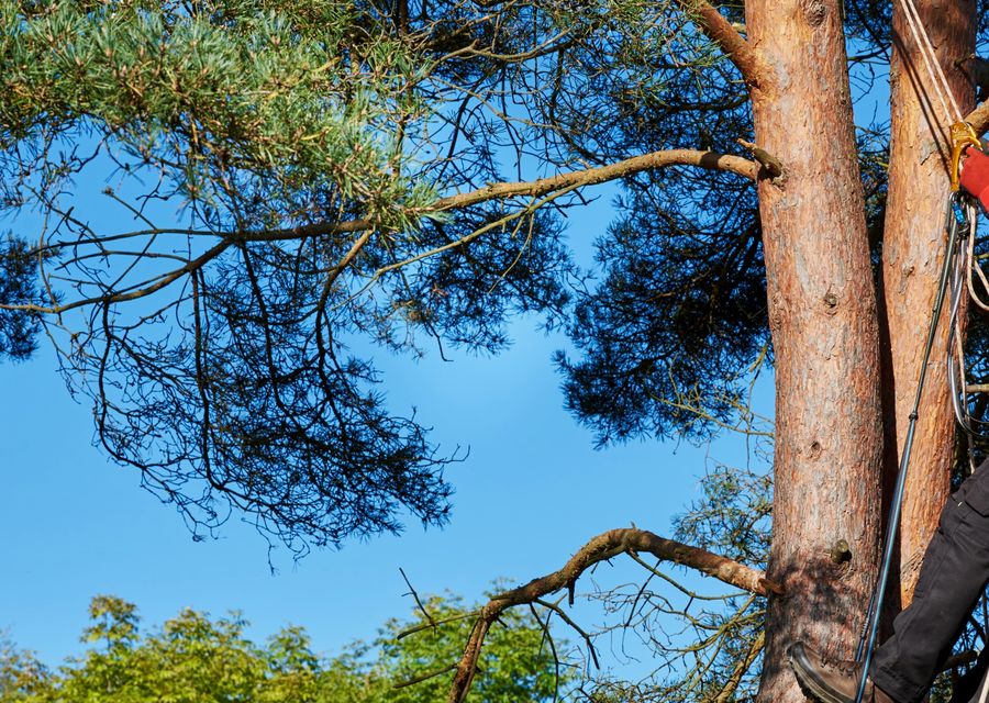 Tree removal work by Alliance Professional Tree Services in Irvine, CA