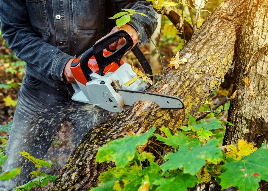 Tree removal work by Lion King Tree Service Inc. in Lockport, IL