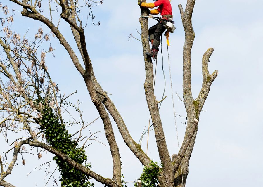 Tree removal work by Alpha Tree Care Company in Rockwood, PA