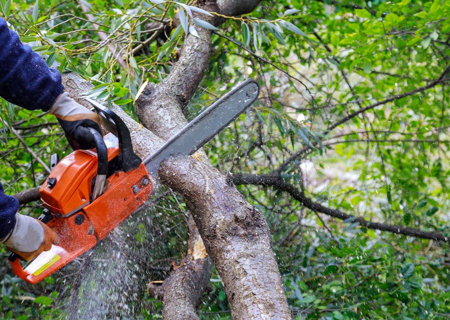 Tree removal work by Real Mountain Tree Service in Gaston, SC