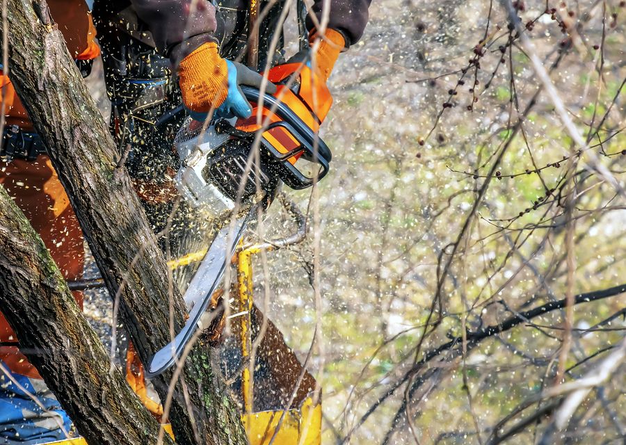 Tree removal work by Wingate's Tree Service LLC in Hilltown, PA