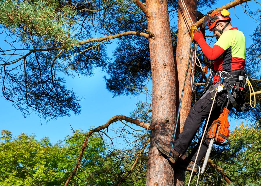 Tree removal work by Martinez Tree Services in Evanston, IL