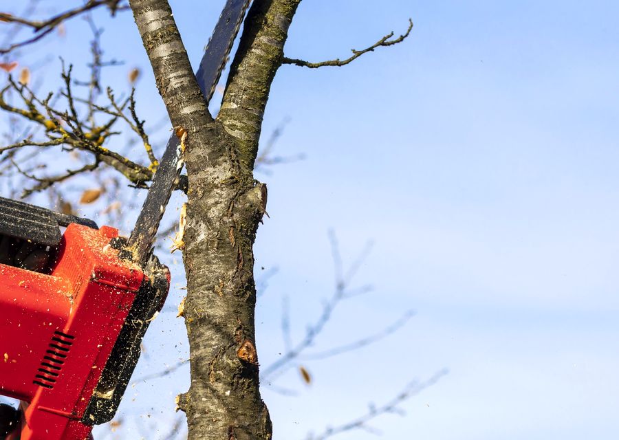 Tree removal work by North Shore Tree Service in Wheeling, IL