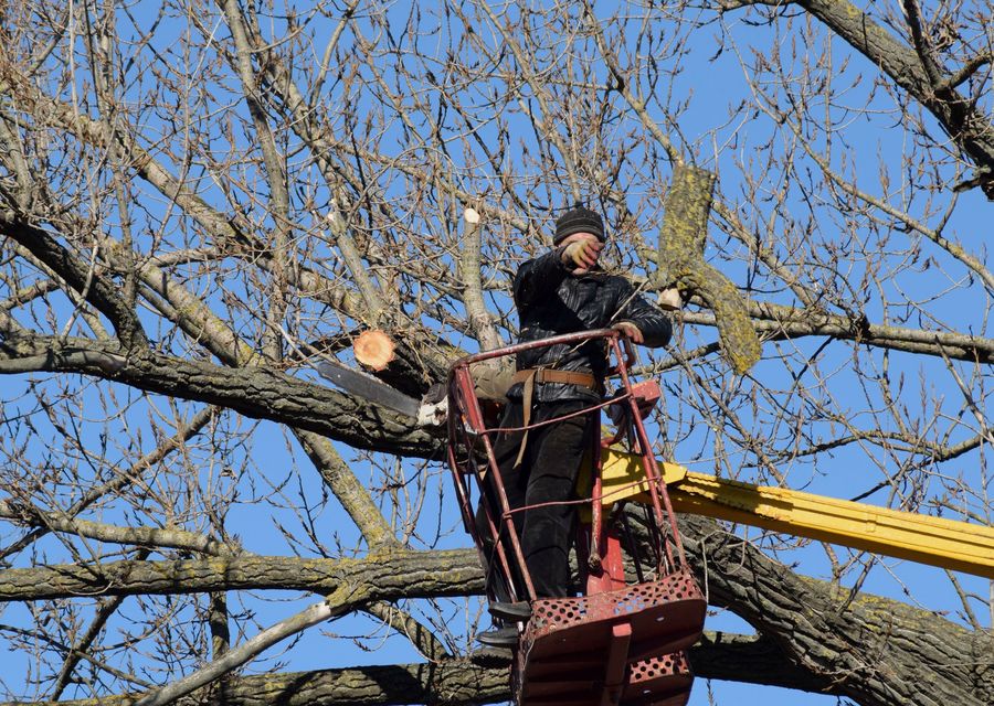 Tree removal work by Morales Brothers Tree Service, LLC in Seabrook, NH