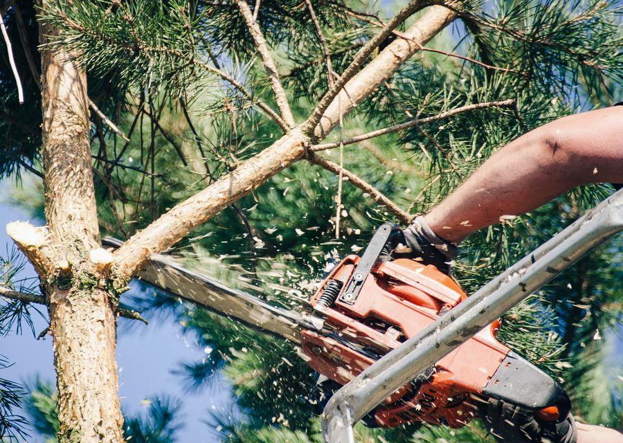 Tree removal work by Tree Service Oceanside in Manhattan, IL