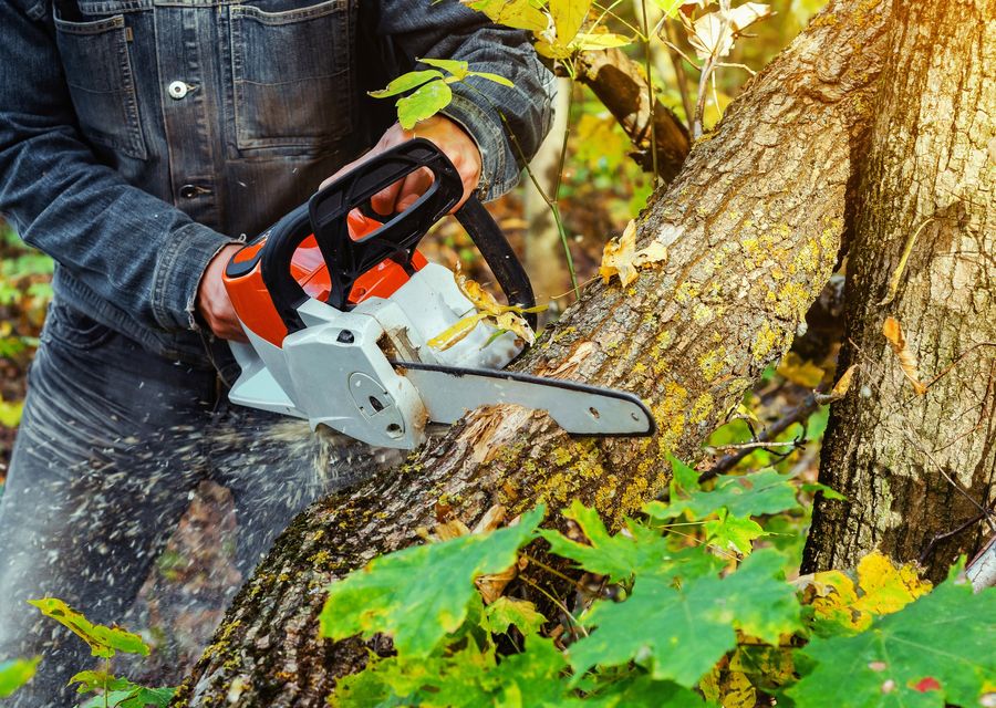 Tree removal work by Beaver Tree Service in Carrolltown, PA