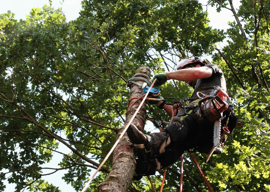 Tree removal work by Amazônia Tree Services in Monroeville, PA