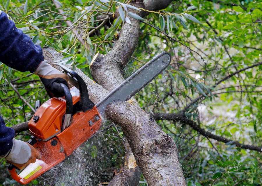 Tree removal work by Santos Landscaping Corp in Round Lake Park, IL