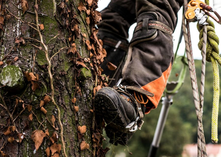 Tree removal work by Trees Unlimited NJ in Summit, PA