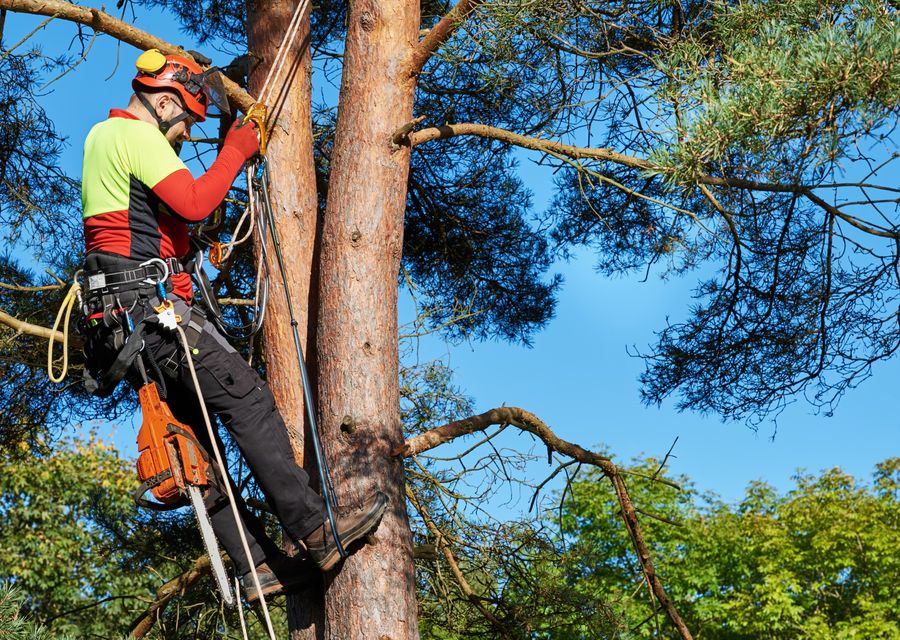 Tree removal work by Carrick's Tree Service in Rockledge, FL