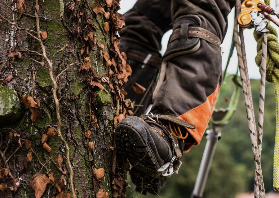 Tree removal work by Discount Tree Services in California, PA