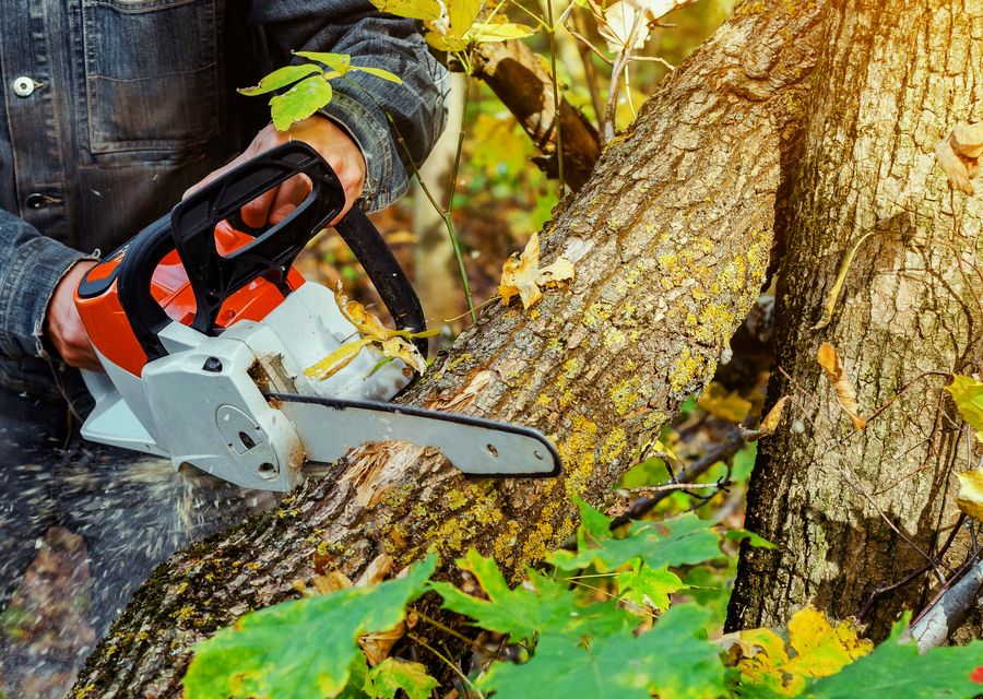 Tree removal work by Julio's Tree Services LLC in Leicester, NC