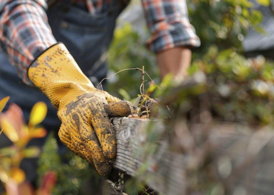 Tree removal work by Action Tree Service in Garden Grove, CA