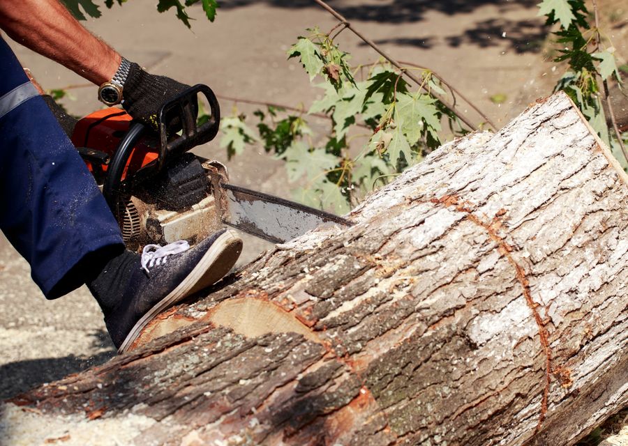 Tree removal work by Summit Arbor Services in Austin, TX