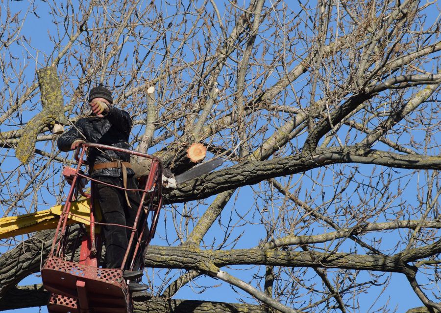 Tree removal work by Sam Tree Service & Lawn Care in Durham, NH