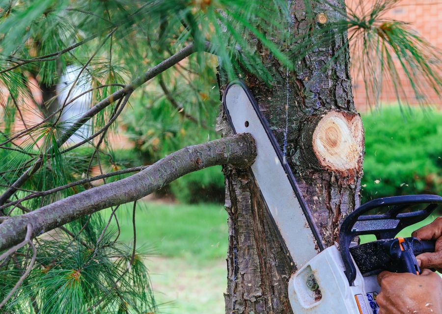 Tree removal work by Perez tree service in Alsip, IL