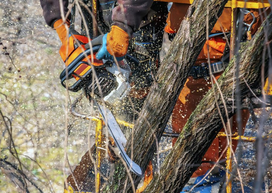 Tree removal work by Arvada Tree Service LLC in Jennerstown, PA