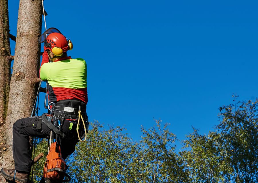 Tree removal work by Big John's Tree Service in Hickory Hills, IL