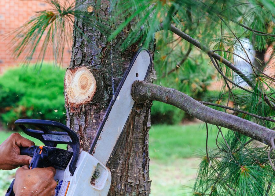 Tree removal work by JV Strong Tree Service in Mills River, NC