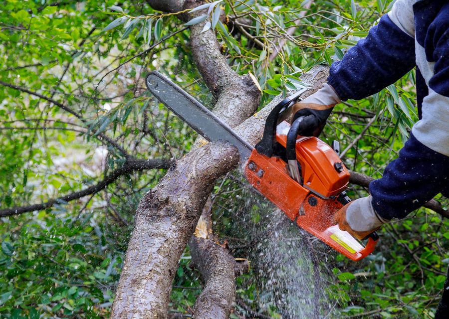Tree removal work by Appleseed Tree Service, LLC in Burbank, IL