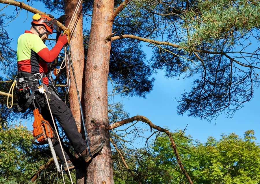 Tree removal work by Colorado Tree Arborist in Kiskiminetas, PA