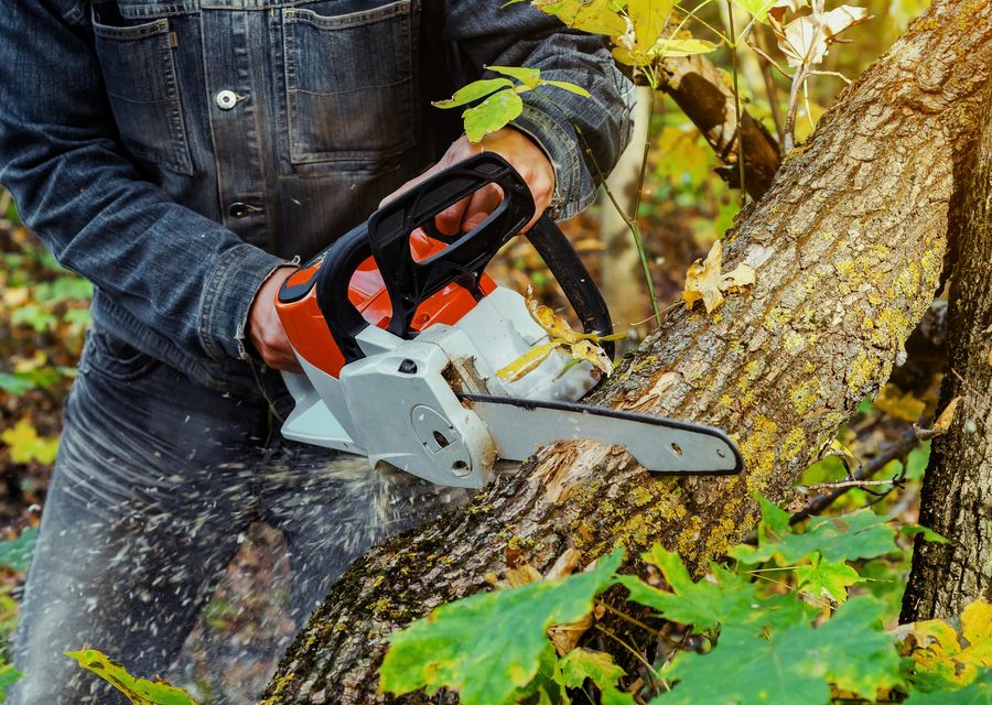 Tree removal work by Senn's Tree Service in Ridgeland, SC