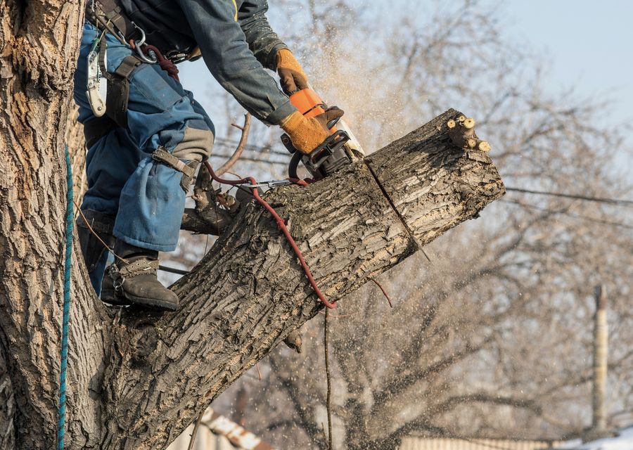 Tree removal work by Dank Tree Experts in Astatula, FL