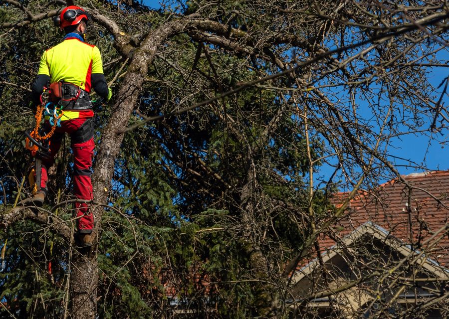 Tree removal work by Tarzan Tree Care in Burnet, TX