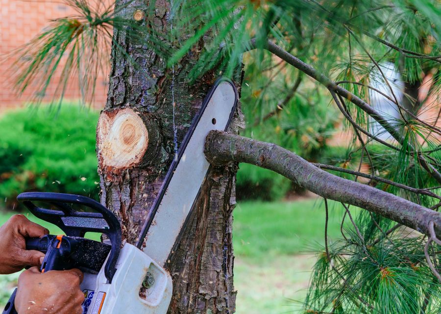 Tree removal work by Tree Trimming Service in Darien, IL