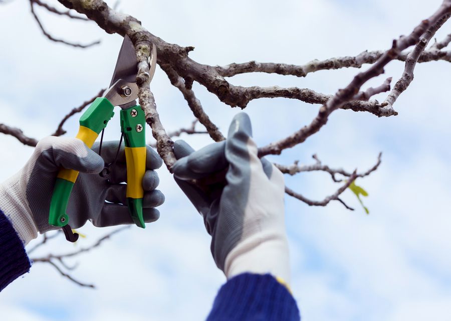 Tree removal work by Captain's Tree Service LLC in Hobart, IN