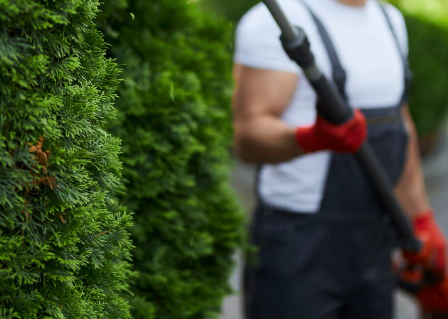 Tree removal work by Rowan Tree Care in Blair, SC