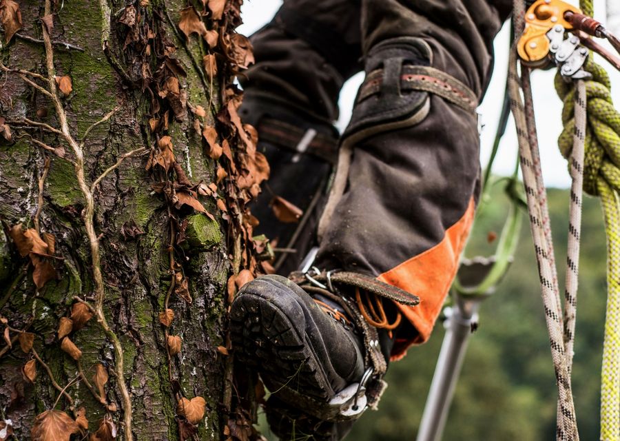 Tree removal work by Elite Tree Services in Eliot, ME