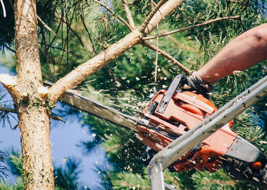 Tree removal work by North Fork Tree Co LLC in Romeoville, IL