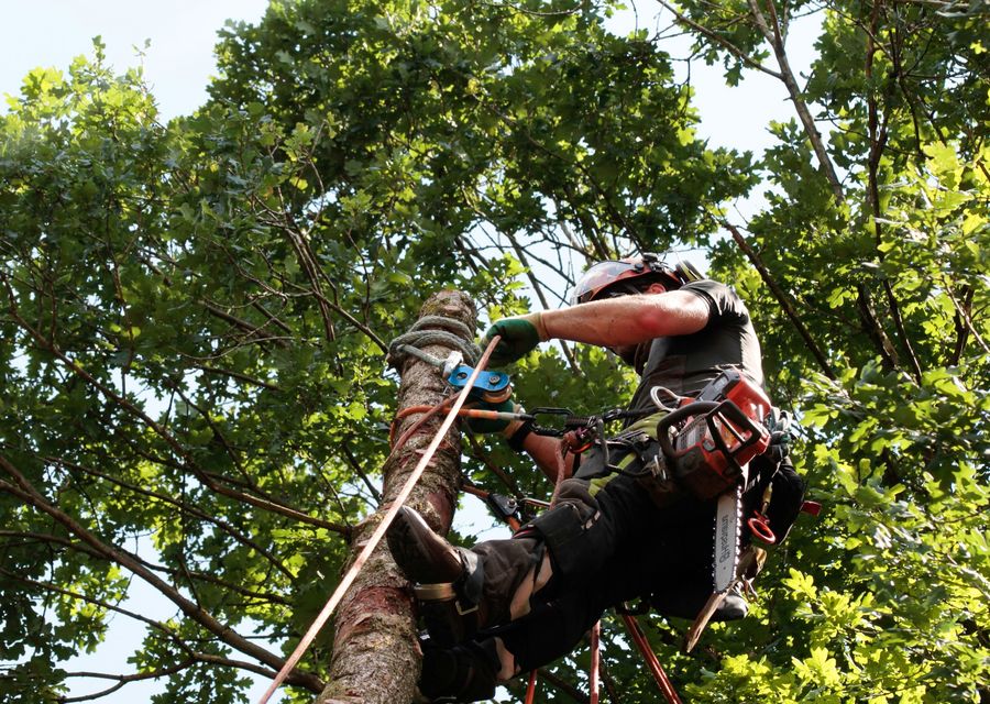 Tree removal work by Anderson's Tree Service Inc. in Yorba Linda, CA