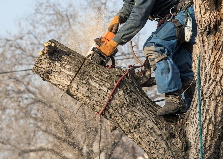 Tree removal work by Brothers Best Tree Service in Earl, PA