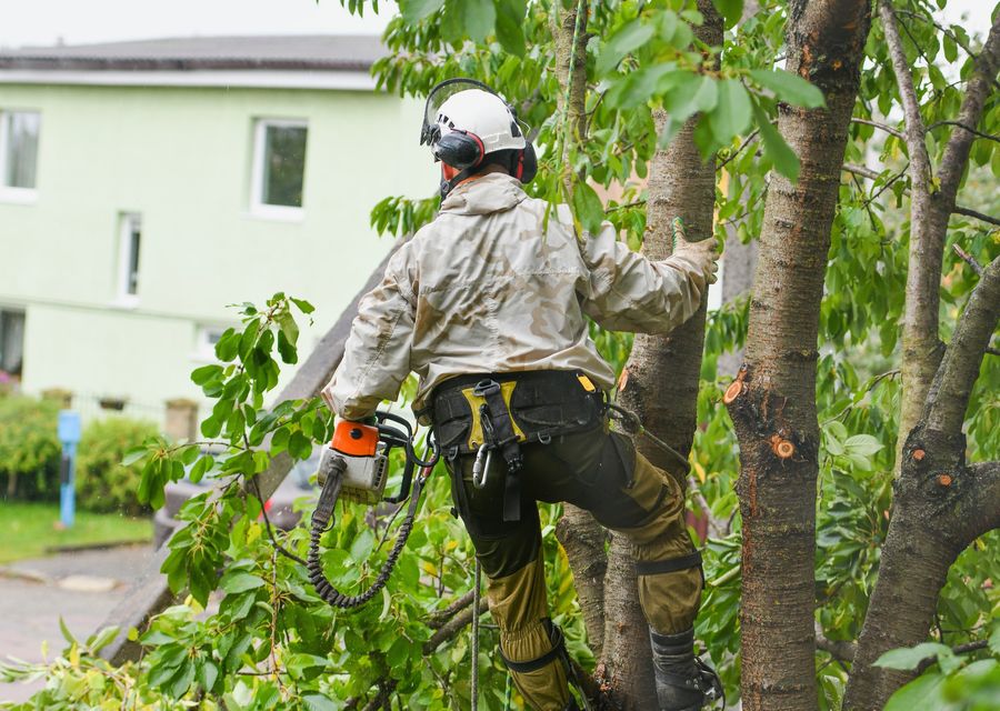 Tree removal work by DiCanio's Stump Removal in Orlando, FL