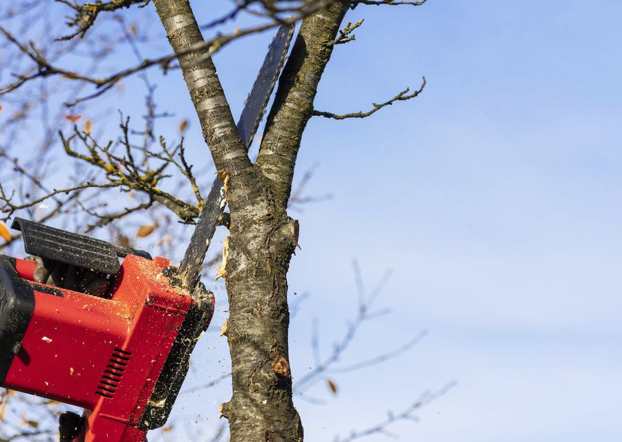 Tree removal work by Breeze Tree Service in Conoy, PA