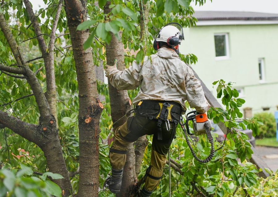 Tree removal work by Okula Tree & Shrub Care in Oak Park, IL